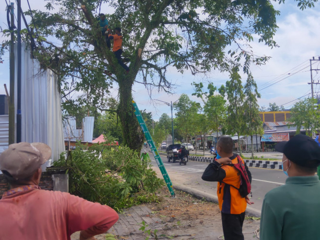 Bersama DLH BPBD Kobar Pangkas Pohon Rawan Tumbang Di Tepi Jalan