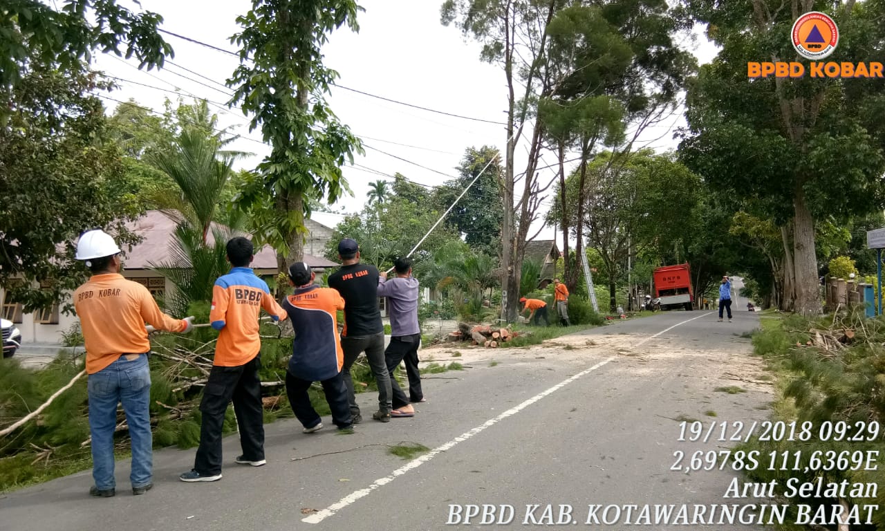 Penebangan pohon di Jalan Delima, Pangkalan Bun.