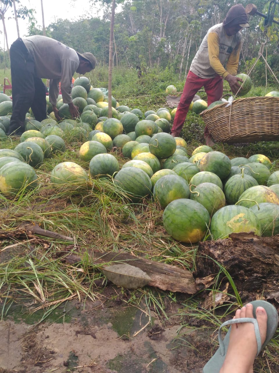Panen semangka, Desa Sidomulyo Kecamatan Pangkalan Banteng