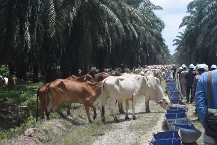 Anggota Komisi II DPRD Provinsi Kaltara bersama Pemerintah Provinsi Kaltara meninjau lokasi penggembalaan sapi di blok kebun sawit
