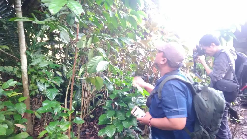 Peneliti dari Puslitkoka Jember mengamati kopi robustas dan liberika yang tumbuh di pekarangan warga.