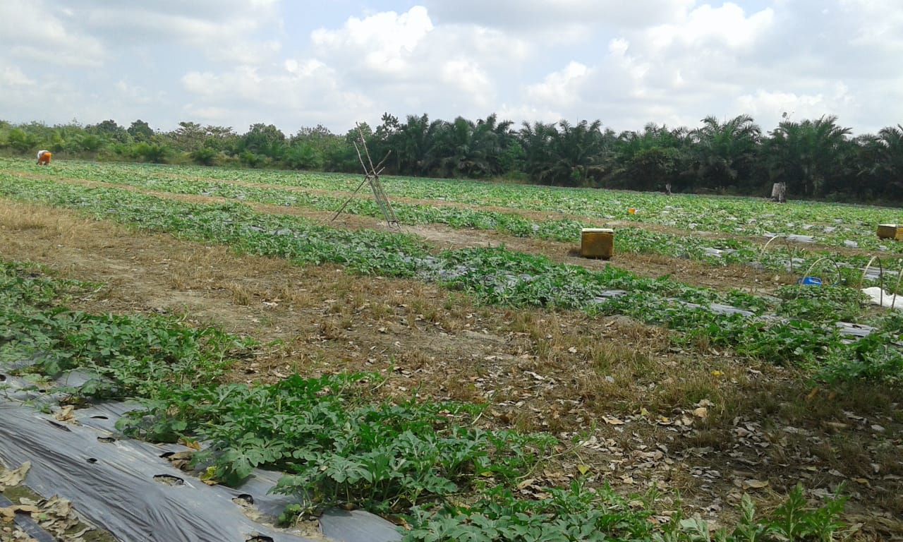 Tanaman semangka di eks lahan karet yang akan diremajakan